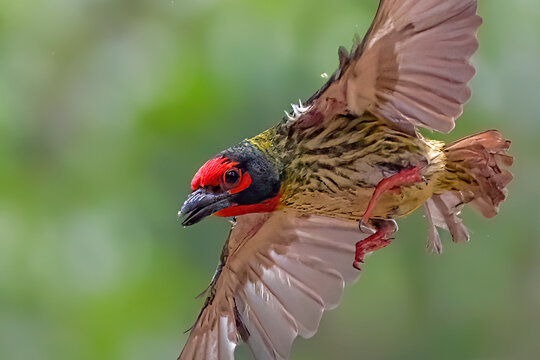 the coppersmith barbet on the branch