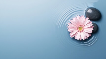Serene Spa Still Life Pink Gerbera Flower and Smooth Stones Floating on Tranquil Water