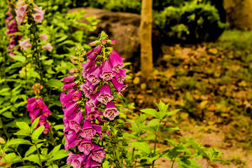 Obraz premium Vibrant bush of foxglove flowers (Digitalis purpurea) in a garden with lush greenery in Hampyeong, South Korea