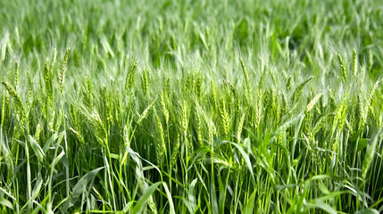 Obraz premium Lush green wheat field, sunny day, rural landscape, agricultural growth, perfect for farming or nature backgrounds