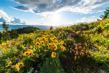 Sun Shining From Behind Wildflowers
