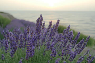 Tranquil Lavender Field at Sunrise - Scenic Landscape of Lavender Flowers in the Morning Light