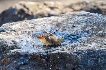 水浴びする
雄の
可愛いジョウビタキ（ヒタキ科）
英名学名：Daurian Redstart (Phoenicurus auroreus)
埼玉県北本市、北本自然観察公園 2025
