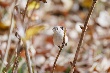 突き出した尻尾が可愛いニシオジロビタキ（ヒタキ科）
英名学名：Red-breasted flycatcher (Ficedula parva)
東京都大田区、多摩川台公園 2025年

