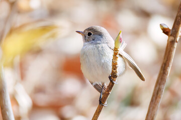 突き出した尻尾が可愛いニシオジロビタキ（ヒタキ科）
英名学名：Red-breasted flycatcher (Ficedula parva)
東京都大田区、多摩川台公園 2025年
