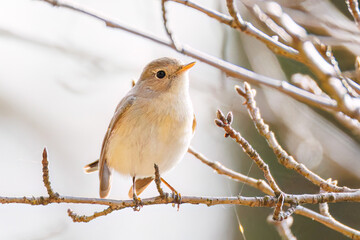 突き出した尻尾が可愛いニシオジロビタキ（ヒタキ科）
英名学名：Red-breasted flycatcher (Ficedula parva)
東京都大田区、多摩川台公園 2025年
