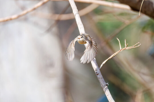 羽ばたき飛び出す、尻尾が可愛いニシオジロビタキ（ヒタキ科）
英名学名：Red-breasted flycatcher (Ficedula parva)
東京都大田区、多摩川台公園 2025年
