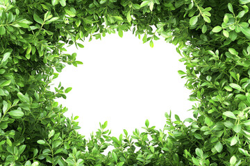 frame of green leaves, fresh green bush plant, copy space for text, transparent background, cutout png