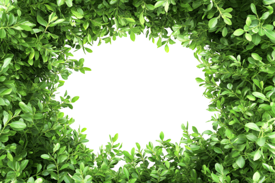 frame of green leaves, fresh green bush plant, copy space for text, transparent background, cutout png