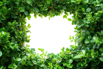 frame of green leaves, fresh green bush plant, copy space for text, transparent background, cutout png