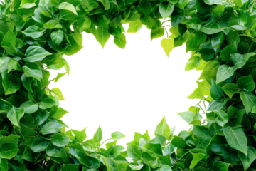 frame of green leaves, fresh green bush plant, copy space for text, transparent background, cutout png