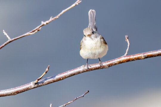 突き出した尻尾が可愛いニシオジロビタキ（ヒタキ科）
英名学名：Red-breasted flycatcher (Ficedula parva)
東京都大田区、多摩川台公園 2025年
