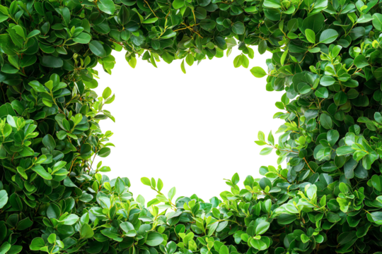 frame of green leaves, fresh green bush plant, copy space for text, transparent background, cutout png