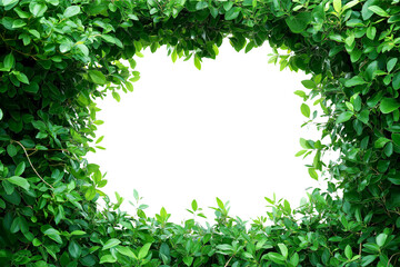 frame of green leaves, fresh green bush plant, copy space for text, transparent background, cutout png