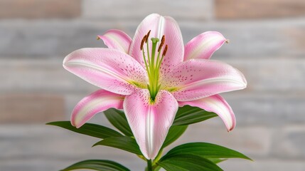 Fototapeta premium Elegant Pink Asiatic Lily Bloom Close Up Soft Pastel Flower Photography