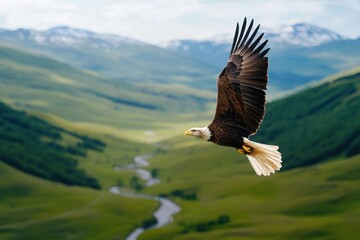 Fototapeta premium Majestic eagle soaring over lush green landscapes, embodying freedom and the beauty of nature.