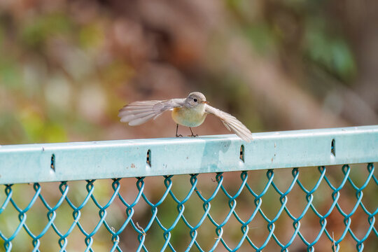 羽ばたき飛び出す、尻尾が可愛いニシオジロビタキ（ヒタキ科）
英名学名：Red-breasted flycatcher (Ficedula parva)
東京都大田区、多摩川台公園 2025年
