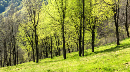 Fototapeta premium Spring hillside forest, lush green grass, sunlight dappling through new leaves, peaceful nature scene, ideal for nature documentaries
