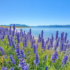 Fototapeta premium Serene Lavender Field by the Seaside Under Summer Sunlight