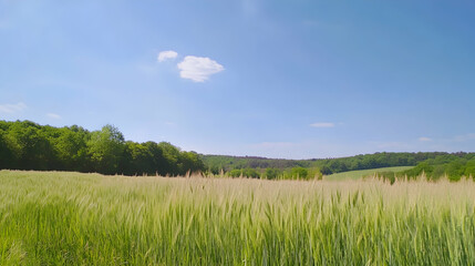 Sunny day, wheat field, rolling hills, forest background; idyllic landscape for travel brochure