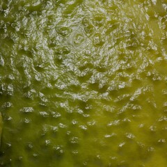 close-up texture of a cucumber 