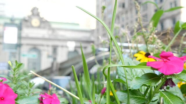 New York City Grand Central Terminal railway station building on 42 street. Manhattan Midtown, Pershing Square, NYC, USA. American urban scene, United States. Summer or spring flowers on flowerbed.