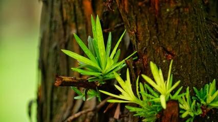 green moss on a tree