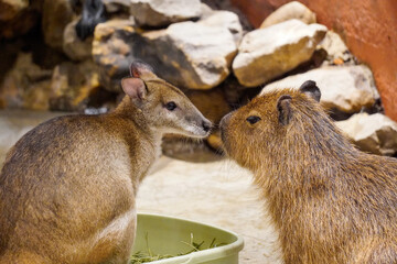 prairie dog eating