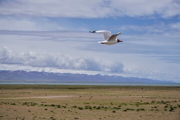 seagulls in flight