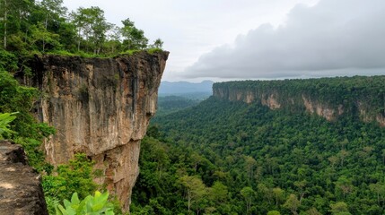 Jungle Plateau and Valley Vista