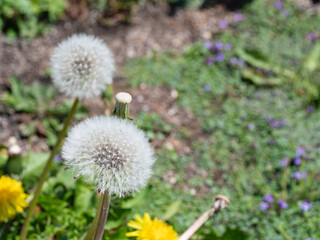 白いふわふわしてるたんぽぽの綿毛。