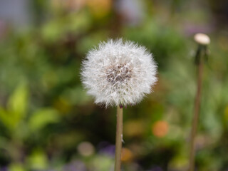 白いふわふわしてるたんぽぽの綿毛。