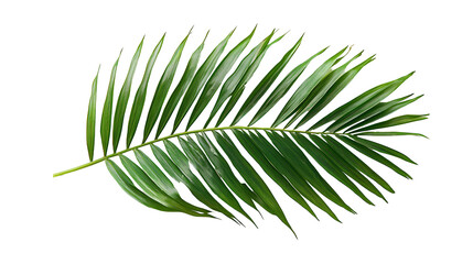 Fototapeta premium leaf isolated, leaf isolated on transparent, a beautiful leaf, a beautiful leaf on transparent