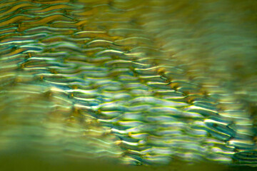 Abstract micrograph of undivided Sphagnum leaf cells looks like waves.
