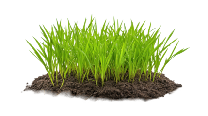 Vibrant green grass growing in rich soil, symbolizing life and nature's beauty. transparent background