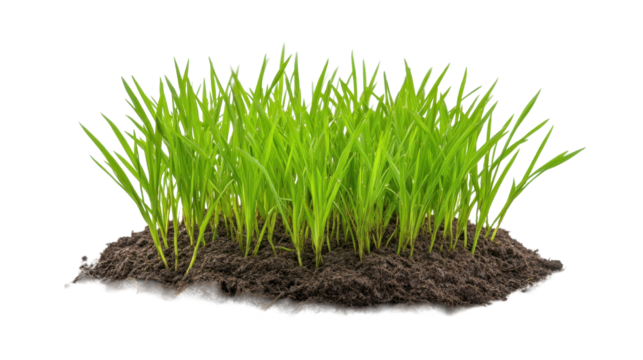 Vibrant green grass growing in rich soil, symbolizing life and nature's beauty. transparent background