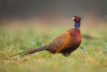 Ringneck Pheasant (Phasianus colchicus) male close up