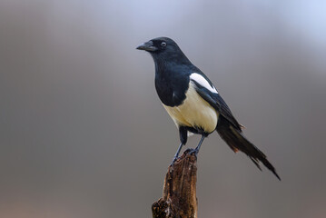 Magpie bird close up ( Pica pica )