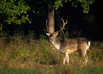 Fallow deer ( Dama dama ) male stag