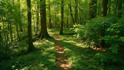 Fototapeta premium Sunlit Path Through Lush Green Forest Canopy