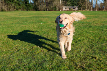 Happy and friendly golden retriever dog running in green grass at a park with a ball in his mouth. The purebred pet is having fun with exercise outside. 
