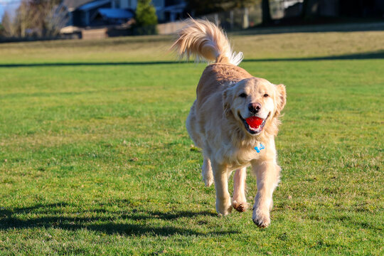 Happy and friendly golden retriever dog running in green grass at a park with a ball in his mouth. The purebred pet is having fun with exercise outside. 