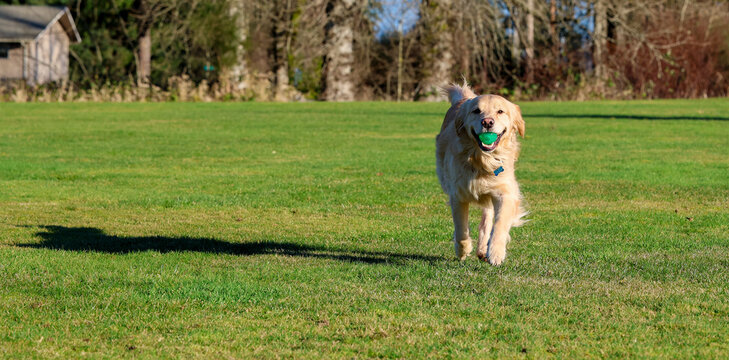 Happy and friendly golden retriever dog running in green grass at a park with a ball in his mouth. The purebred pet is having fun with exercise outside. 