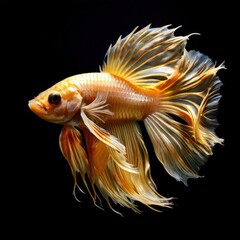 Fototapeta premium the AI Image Generator, Elegant Golden Fish With Flowing Fins on Black Background