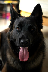 zeus