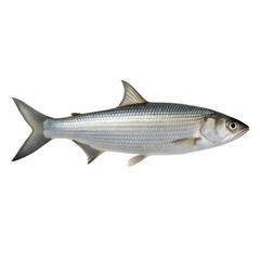 Fototapeta premium Bonefish AI Generated Image