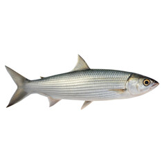 Obraz premium Bonefish AI Generated Image