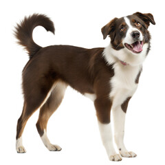 Borador dog AI Generated Image