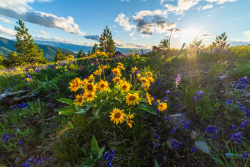 Alpine Wildflowers In Summer Evening