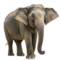 Obraz premium Borneo Elephant AI Generated Image